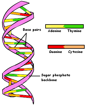 The 4 DNA nucleotides and their political science expressions VIA the 4 ...